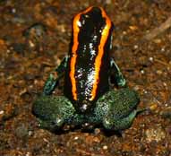 phyllobate vittatus 02.jpg